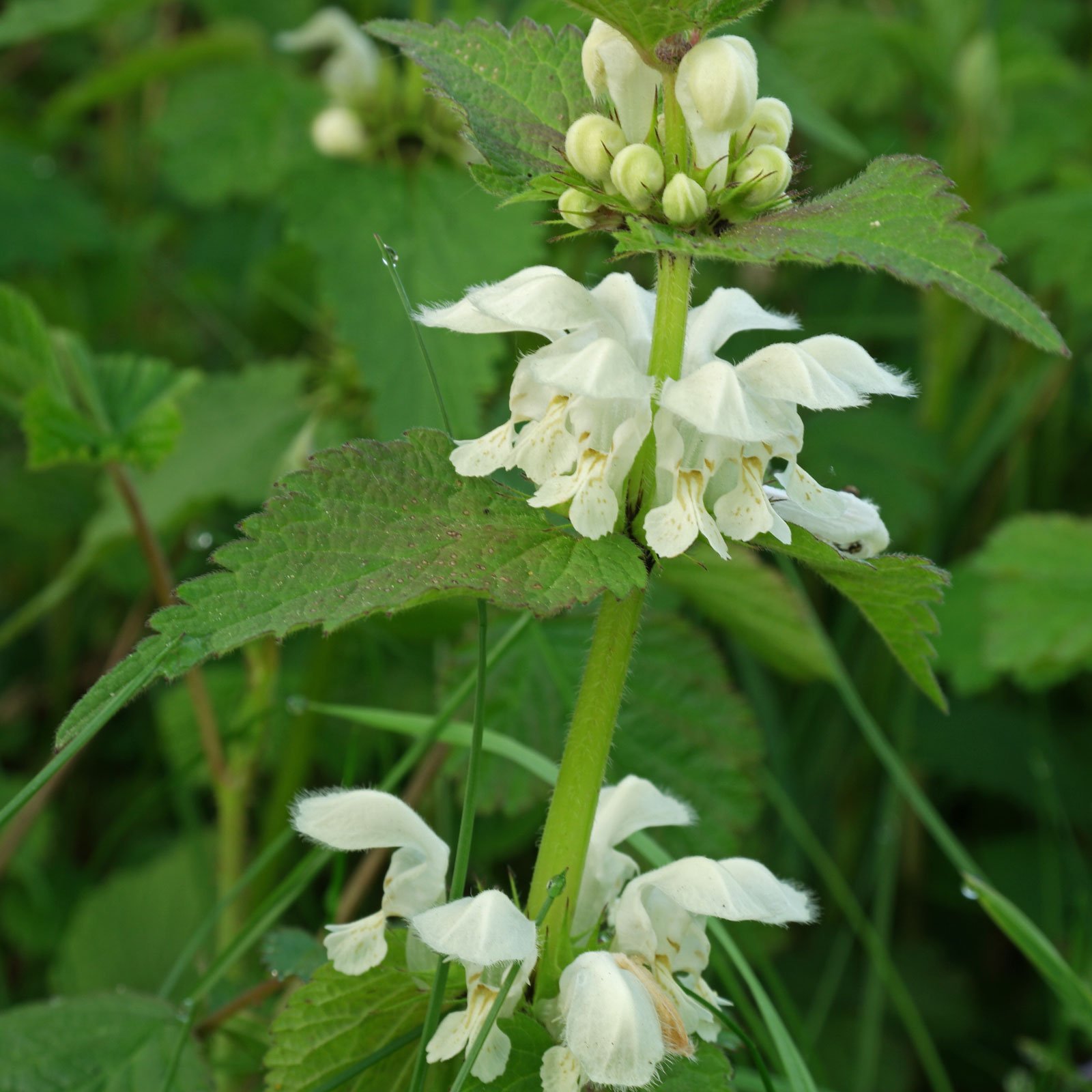 Taubnesseln in der Natur